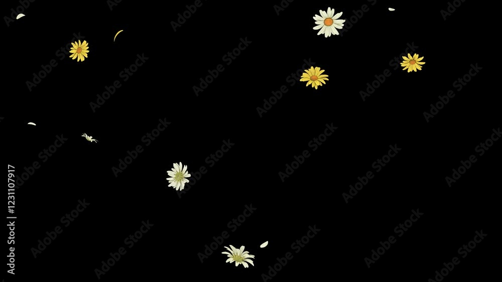 Daisy and Petals Falling Loop. 3D Render. Soft white daisy petals gently fall in a seamless loop with an alpha channel, perfect for floral, nature, and romantic projects.