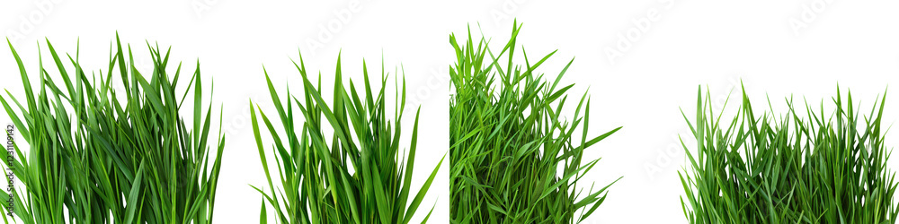 Vibrant Carpet of Lush Green Grass in Peaceful Natural Setting Vibrant Carpet of Lush Green Grass in Peaceful Natural Setting