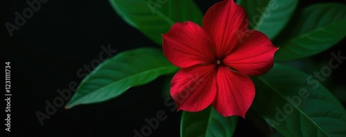 Single red Ixora flower against a dark green leaf, leaf, bloom, contrast