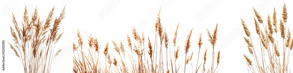 Scenic Wheat Field at Sunset with Organic Cereal Grass Plants Scenic Wheat Field at Sunset with Organic Cereal Grass Plants