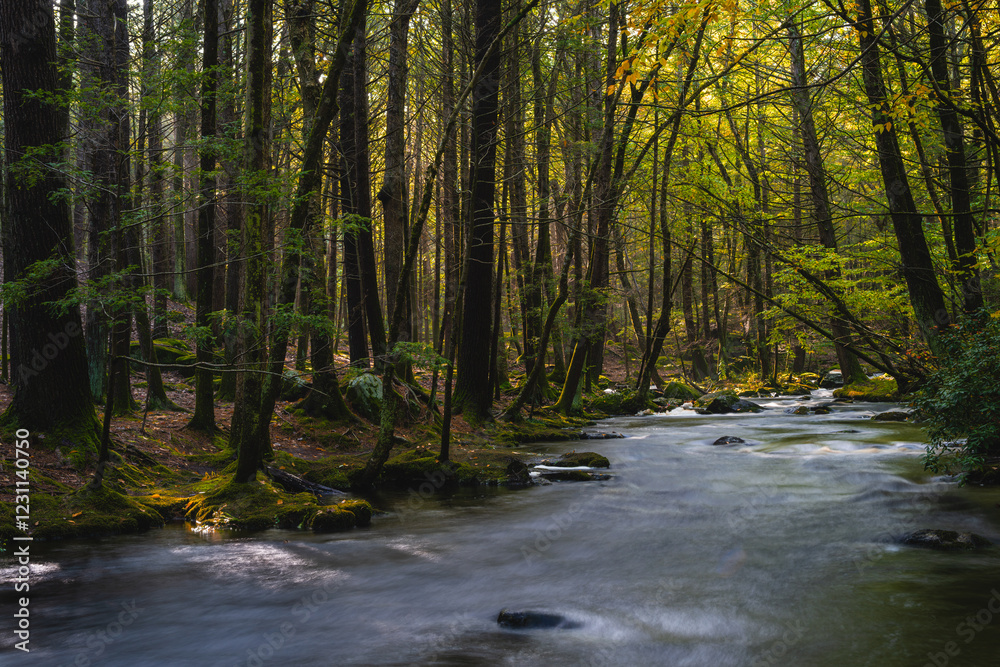 Fototapeta premium Sunset time in the woods