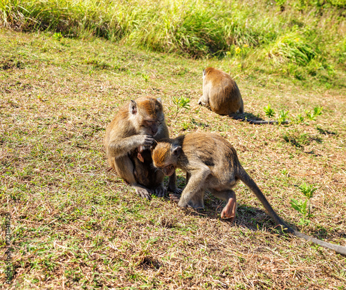 Monkeys family with a baby, Island Nusa Penida, Indonesia, Southeast Asia.
