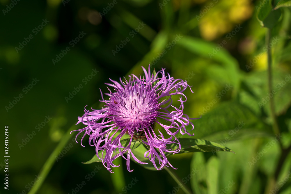 Flower of Centaurea jacea or brown knapweed, a weed plant of the Asteraceae family, or compound flowers in the mountains of North Caucasus on a sunny summer day, Dombay, Karachay-Cherkessia, Russia Flower of Centaurea jacea or brown knapweed, a weed plant of the Asteraceae family, or compound flowers in the mountains of North Caucasus on a sunny summer day, Dombay, Karachay-Cherkessia, Russia