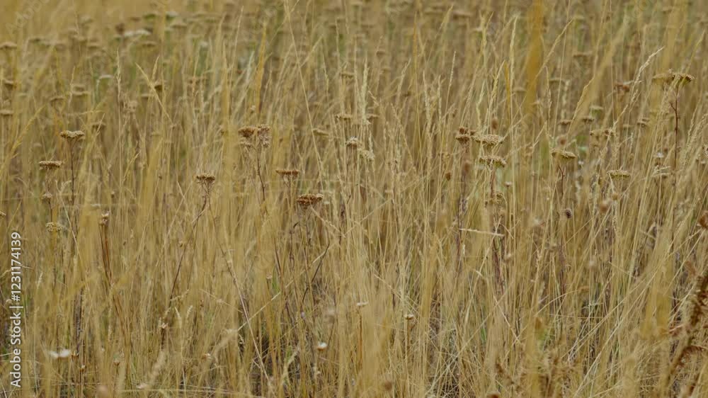 Close up view Mountain vegetation Smolikas Greece Close up view Mountain vegetation Smolikas Greece