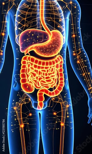 Human Digestive System: Anatomy, Physiology, and Function