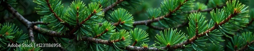 Spruce branches intertwined with other forest elements like pine needles and leaves, evergreen, branch, greenery photo