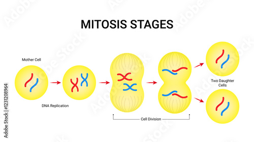 Mitosis Stages of Cell Division Mechanism