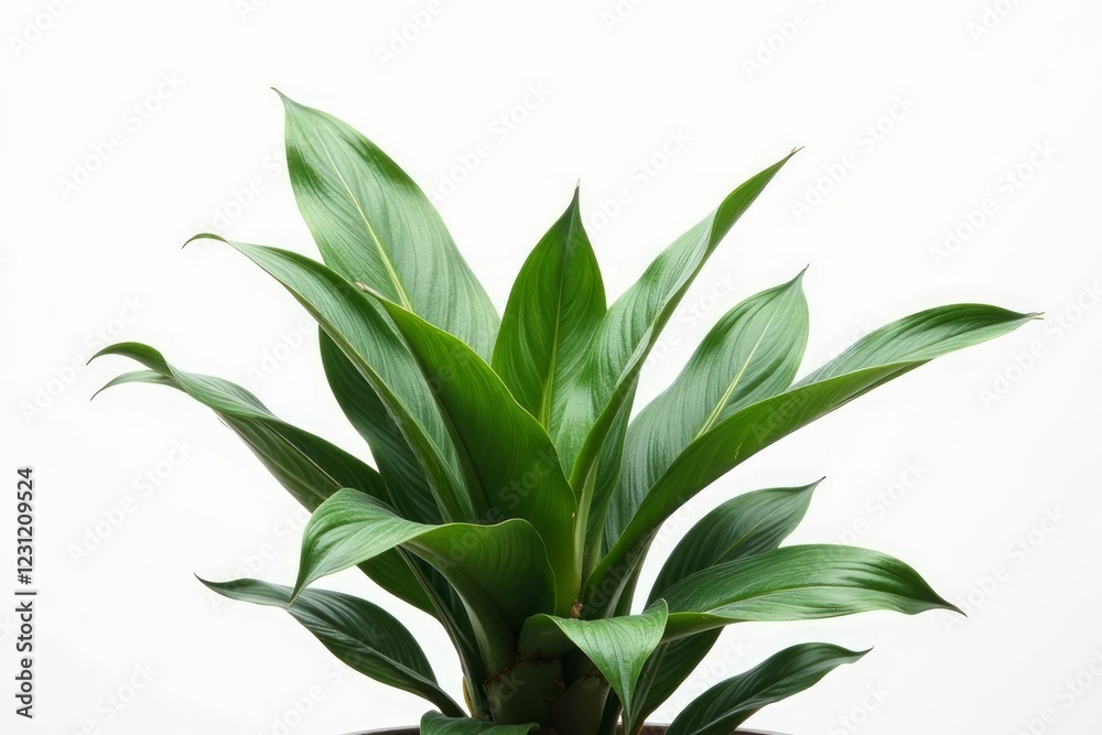 Lush Green Plant With Long Elongated Leaves Lush Green Plant With Long Elongated Leaves