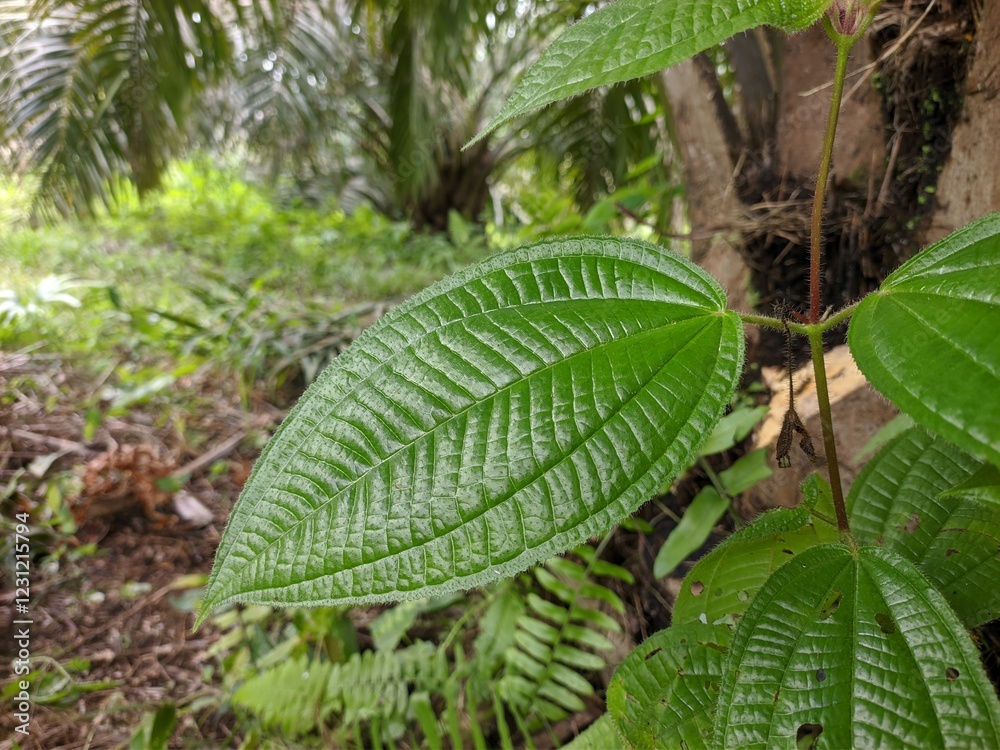 Clidemia hirta plants become weeds around oil palm trees Clidemia hirta plants become weeds around oil palm trees