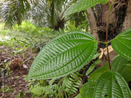 Clidemia hirta plants become weeds around oil palm trees photo