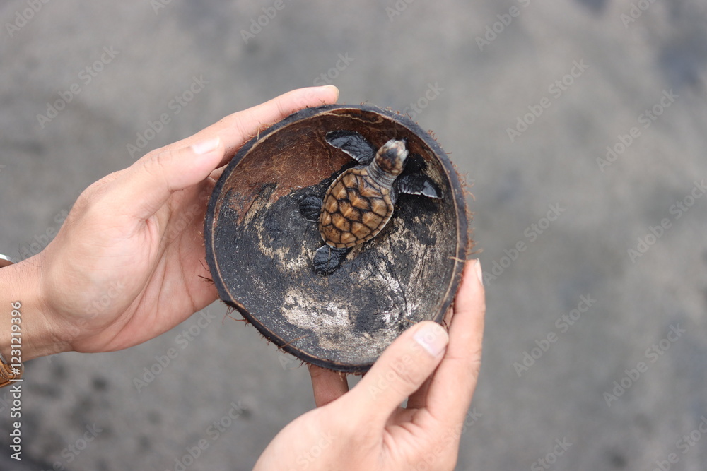 the baby turtle is inside the coconut shell that is being held in the hand the baby turtle is inside the coconut shell that is being held in the hand