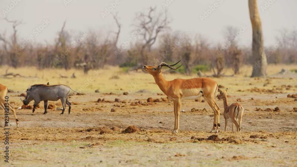Close up of African impala (Aepyceros melampus). Close up of African impala (Aepyceros melampus).