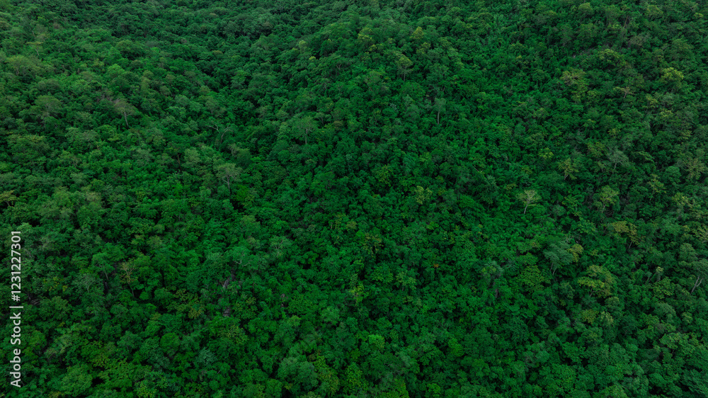 aerial view of dark green forest Abundant natural ecosystems of rainforest. Concept of nature forest preservation and reforestation. aerial view of dark green forest Abundant natural ecosystems of rainforest. Concept of nature forest preservation and reforestation.