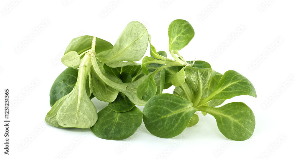 Fresh Green Valerianella Leaves on White Background Fresh Green Valerianella Leaves on White Background