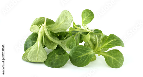 Fresh Green Valerianella Leaves on White Background