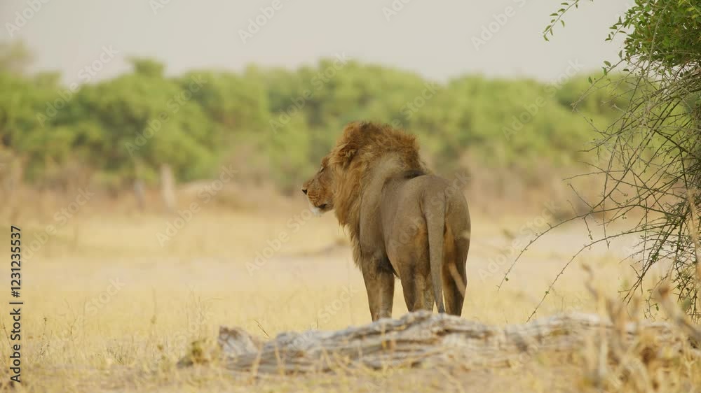 Panthera Leo sitting to rest after preying. Panthera Leo sitting to rest after preying.