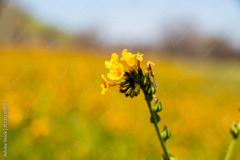 Obraz premium field of flowers