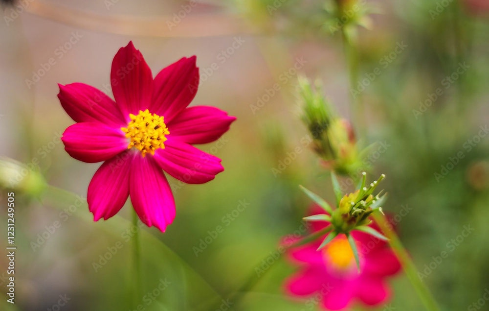 Obraz premium Flower Thailand