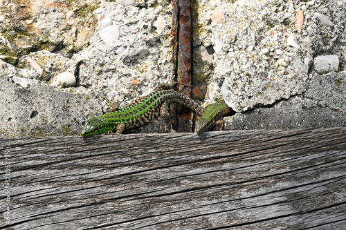 couple of Italian wall lizards - // Ruineneidechse - Pärchen (Podarcis siculus campestris) - Port of Ancona, Italy