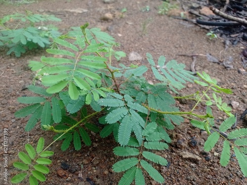 It is commonly known as the giant sensitive plant, giant false sensitive plant, or nila grass. Mimosa diplotricha is an invasive plant that has a pantropical distribution. photo