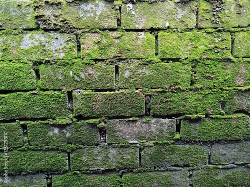 Photo of the texture of the surface of the wall covered with green moss, tropical walls, tropical plants. Perfect for backgrounds, wallpapers, articles, catalogs, or any commercial purpose.