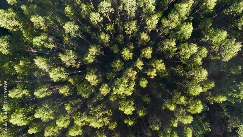 Topdown View Of Conifer Trees At Sunrise In Paiosaco, A Laracha, A Coruña, Spain. Aerial Shot photo