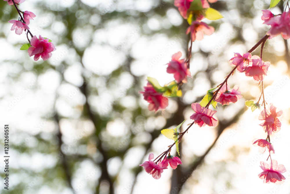Sakura flowers blooming blossom in Chiang Mai, Thailand, nature background Sakura flowers blooming blossom in Chiang Mai, Thailand, nature background