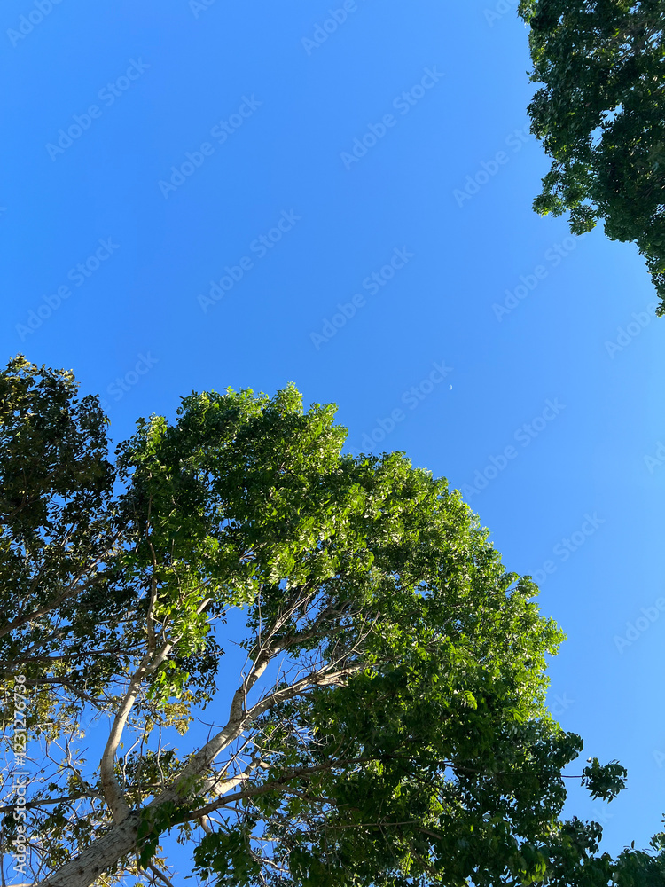 Fototapeta premium Arboles y cielo azul