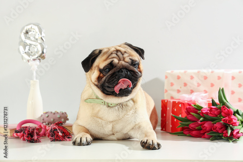 Cute pug dog with tulips, toys and gift boxes on white background. International Women's Day celebration photo