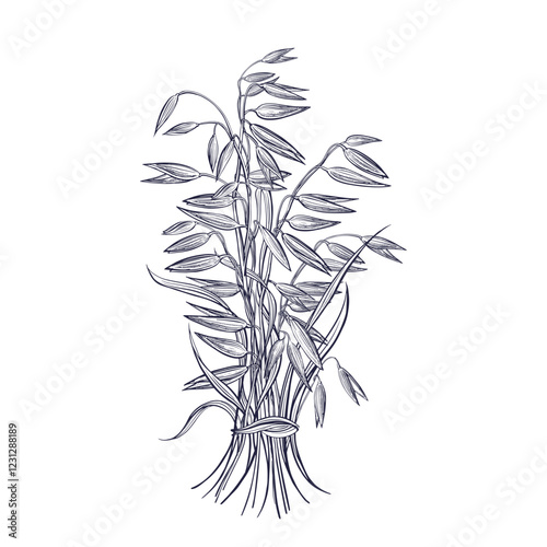 Sheaf of oat spike. Vintage engraving seed Vector