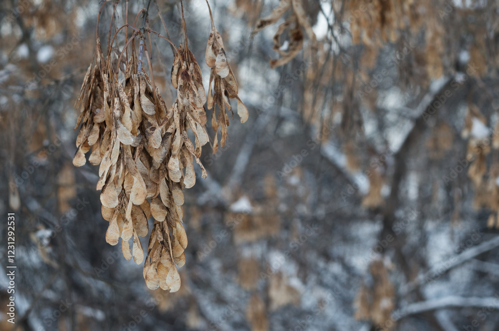 Maple seeds