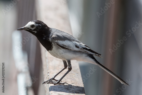 Wagtail
