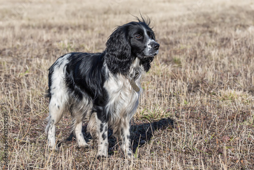 Spaniel