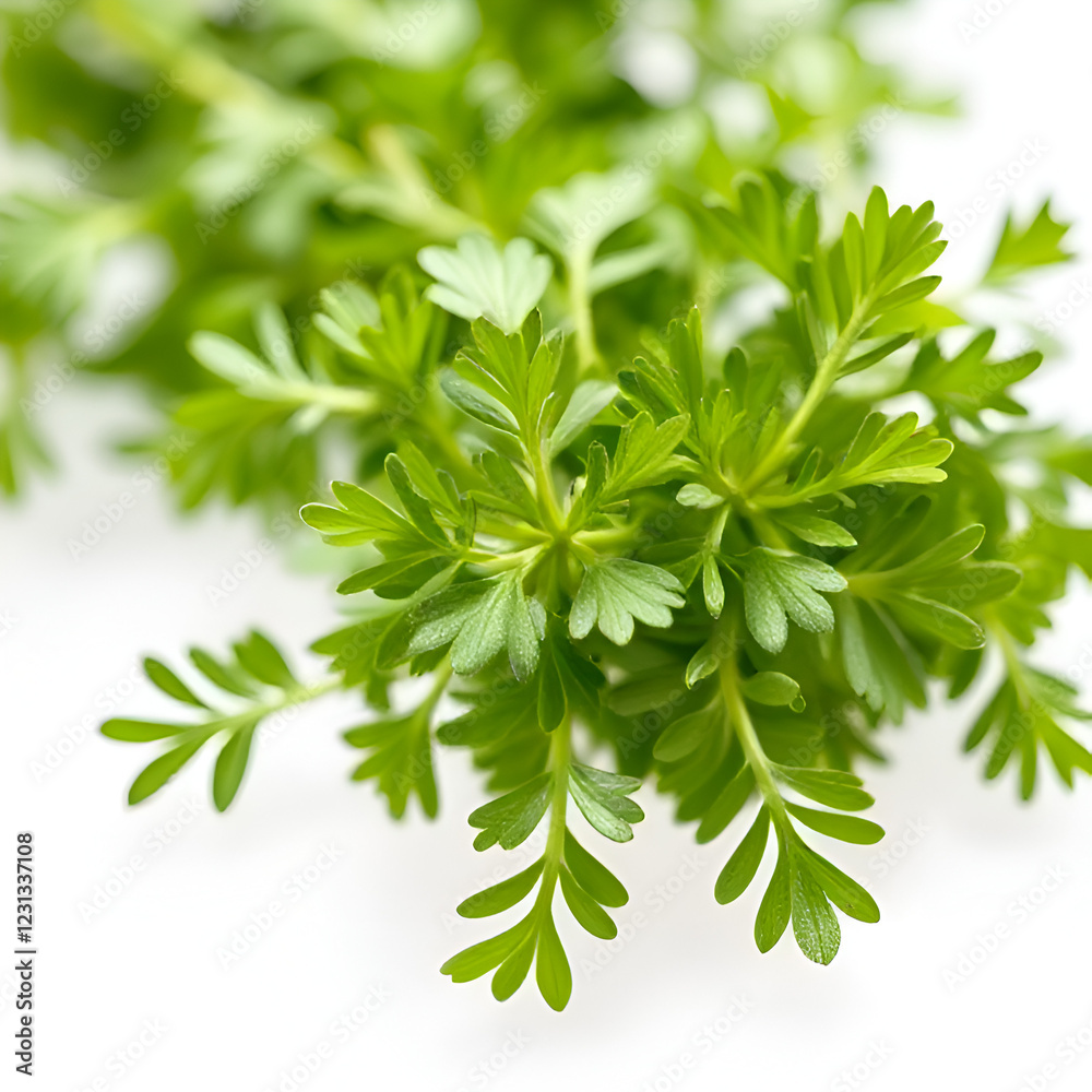 Fototapeta premium Fresh & Fragrant: The Essence of Parsley