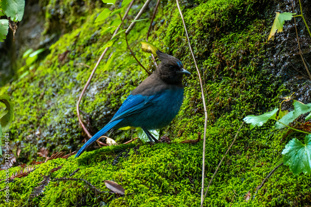 Obraz premium Steller's Jay (Cyanocitta stelleri) on green moss outdoors in California