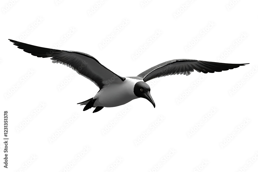 Fototapeta premium soaring albatross, wings fully extended, its beak slightly open