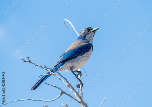 Western scrub jay (Aphelocoma californica) on a branch in Joshua Tree National Park, California USA photo