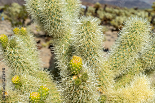 Cholla (Cylindropuntia) cactus garden in joshua tree national park, usa california photo