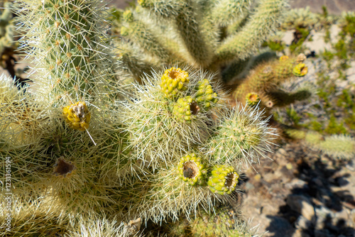 Cholla (Cylindropuntia) cactus garden in joshua tree national park, usa california photo