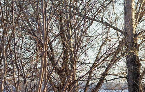 Spring is coming. Spring sunlight on tree branches. The background with branches of trees without leaves.