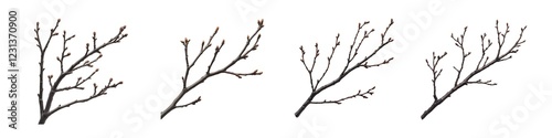 Set of dry tree branches isolated on transparent background