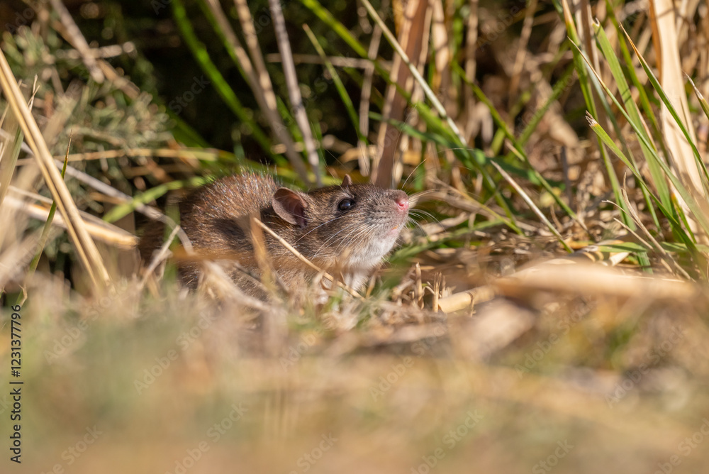 Brown Rat (Rattus norvegicus) is a rodent that spread from China to almost all coastal cities outside Antarctica via cargo ships.
Brown Rat (Rattus norvegicus) is a rodent that spread from China to almost all coastal cities outside Antarctica via cargo ships.