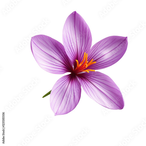 Vibrant purple saffron flower with delicate petals