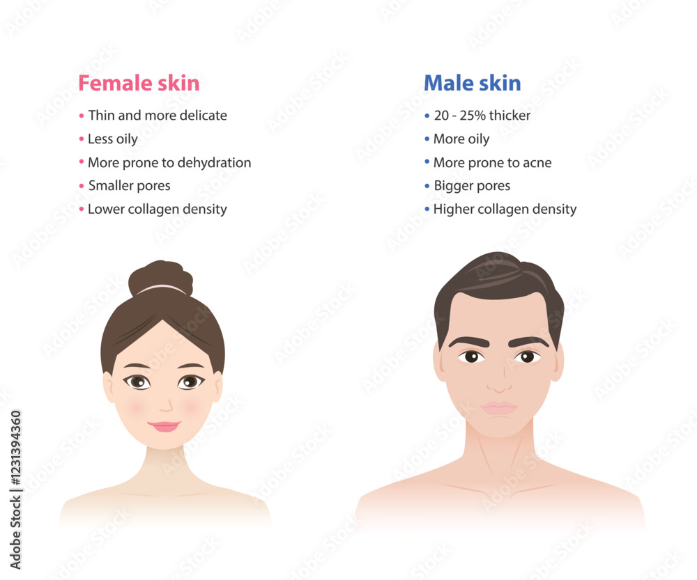 The difference between female and male skin vector illustration isolated on white background. Men's and women's skin differ in several ways, thickness, oiliness, pores, collagen content, hair growth. The difference between female and male skin vector illustration isolated on white background. Men's and women's skin differ in several ways, thickness, oiliness, pores, collagen content, hair growth.