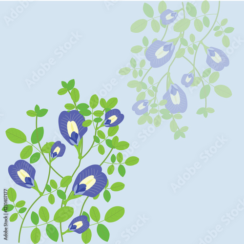 Vector illustration of butterfly pea flower 