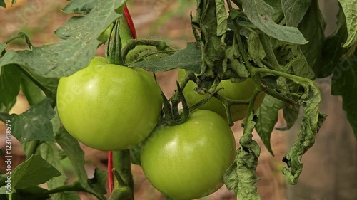 Wallpaper Mural Organic tomatoes planting in garden. Unripe tomatoes. Torontodigital.ca