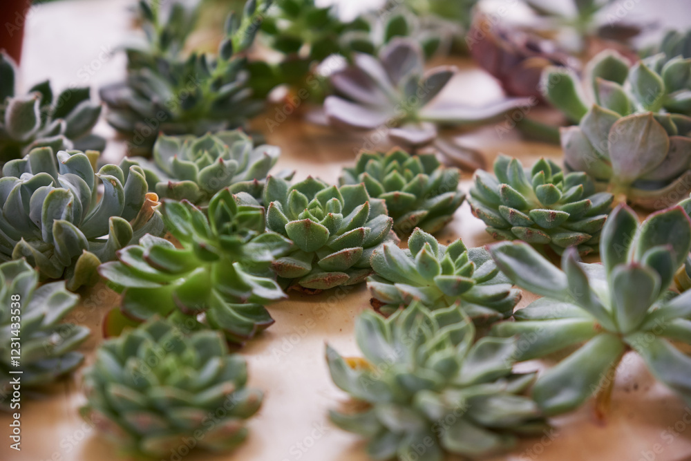 Abundance of succulent plants on wooden table Abundance of succulent plants on wooden table