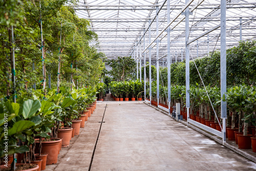 Greenhouse with plants. Industrial cultivation of plants in a greenhouse. Plants in pots. Plant sales. Holland, Netherlands. Flora industry. 