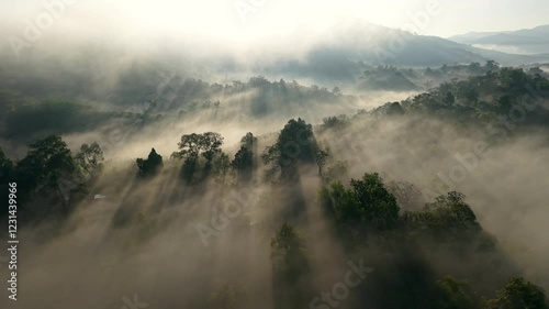 Aerial view of fog and trees in forest with morning sunlight.