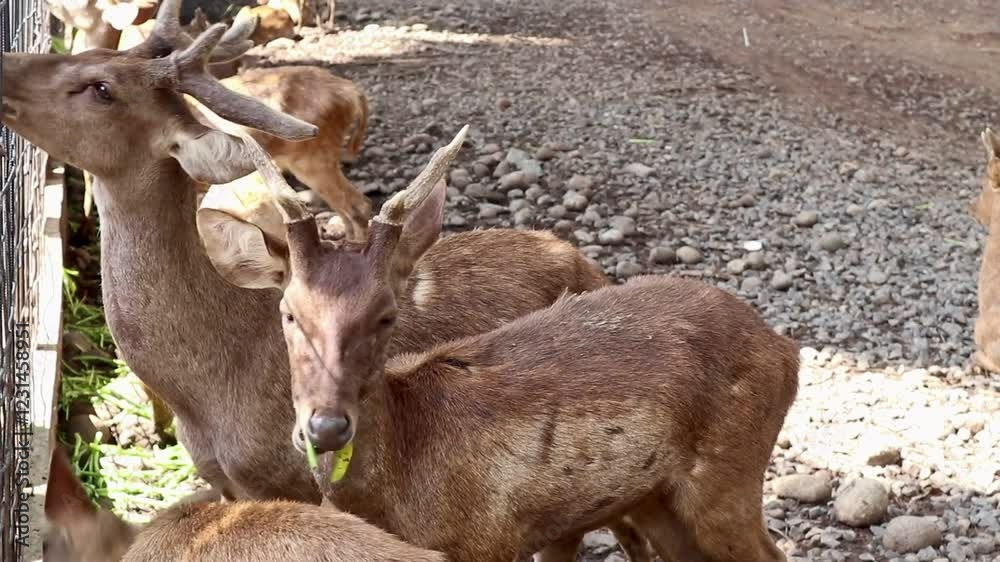 feed it with deer in captivity feed it with deer in captivity
